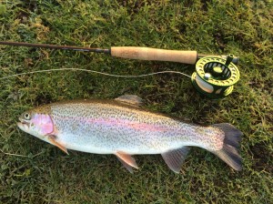 Rainbow Trout caught on Wychwood 8ft 4wt